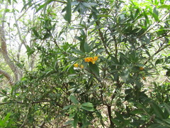 Bonellia macrocarpa macrocarpa