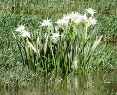 Hymenocallis coronaria