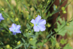 Linaceae