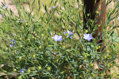 Linaceae