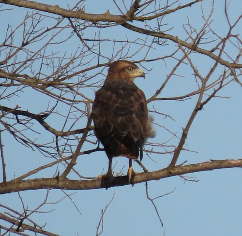Common Buzzard