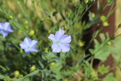 Linaceae