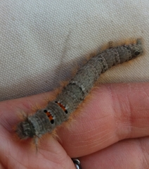 Phyllodesma tremulifolia