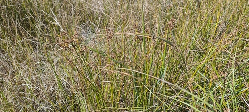 Juncus subnodulosus, photograph 4
