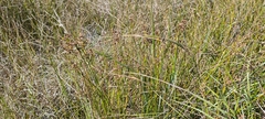 (c) Michel Langeveld, some rights reserved (CC BY) Juncus subnodulosus, photograph (c) Michel Langeveld, some rights reserved (CC BY)