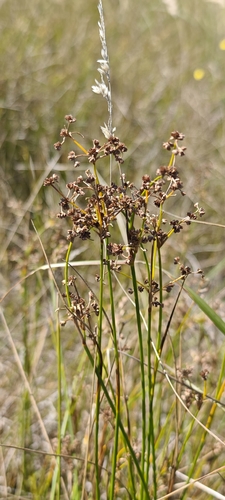 Juncus subnodulosus, photograph 5