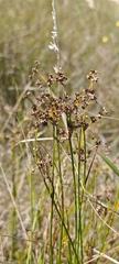 (c) Michel Langeveld, some rights reserved (CC BY) Juncus subnodulosus, photograph (c) Michel Langeveld, some rights reserved (CC BY)