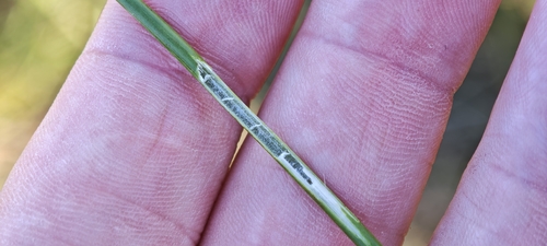 Juncus subnodulosus, photograph 3