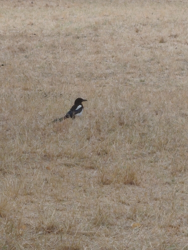 Eurasian Magpie