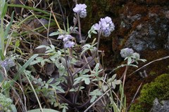 Phacelia breweri