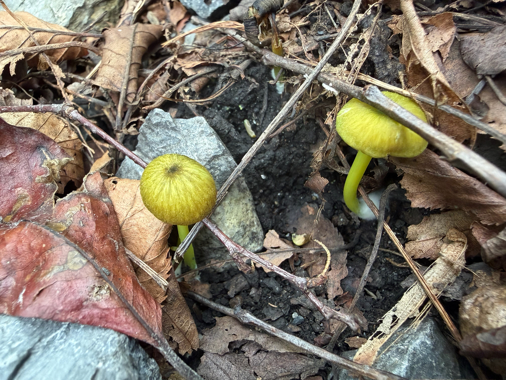 Mouse-pee Pinkgill · August 2026 · photo: Photo: (c) tmax, some rights reserved (CC BY) · iNaturalist