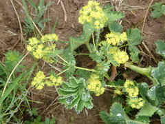 Alchemilla xanthochlora