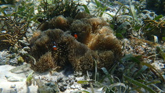 Stichodactyla gigantea