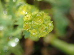 Alchemilla xanthochlora