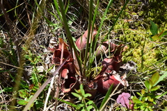 Sarracenia purpurea venosa