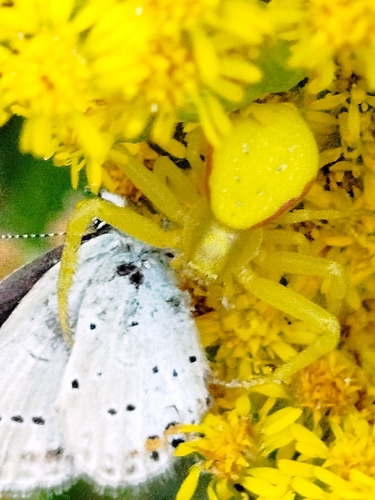 Goldenrod Crab Spider