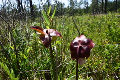 Sarracenia purpurea venosa