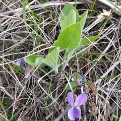 Viola ambigua
