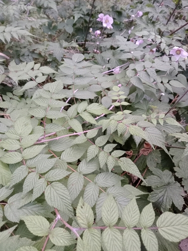 Rubus cockburnianus, photograph 2