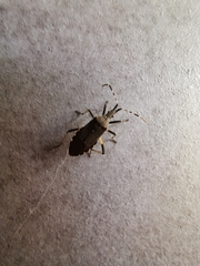 Dicranocephalus agilis