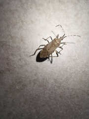 Dicranocephalus agilis