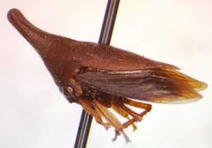 Aconophorini