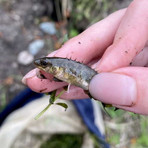 Ninespine Stickleback