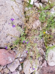 Stemodia durantifolia