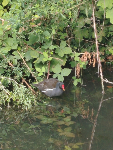 Eurasian Common Moorhen