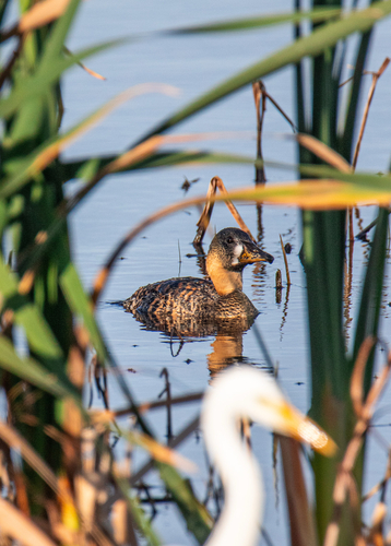 iNaturalist image
