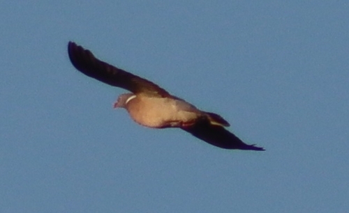 Common Wood-Pigeon