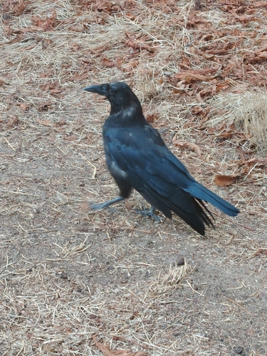 Carrion Crow