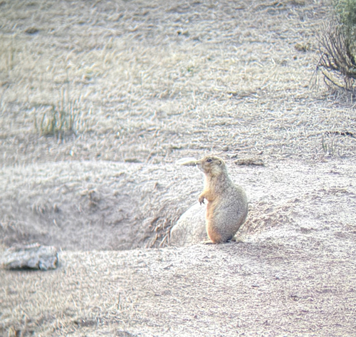 Gunnison's Prairie Dog observed by gpin8589