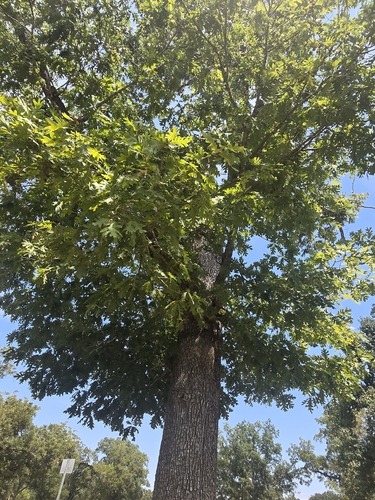 white oak