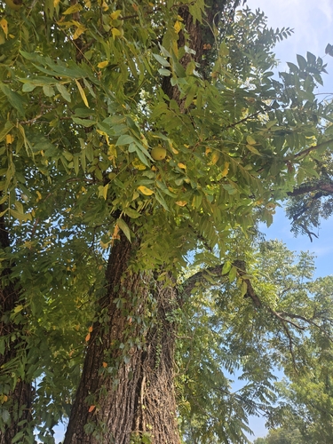 eastern black walnut