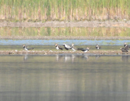 Black-bellied Plover