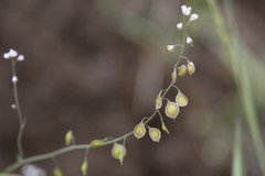 Thysanocarpus curvipes