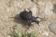Carabus scabrosus tauricus