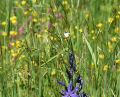 Anthocharis julia flora
