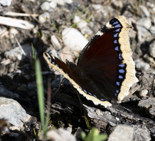 Mourning Cloak