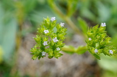 Valerianella muricata