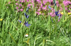 Anthocharis julia flora