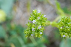 Valerianella muricata