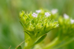 Valerianella muricata