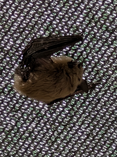 California Myotis