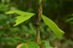 Molchina hopei