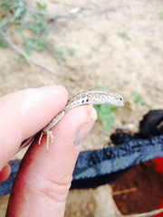 Holbrookia propinqua