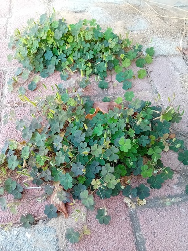 Creeping Woodsorrel
