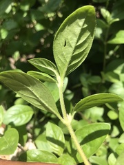 Alternanthera halimifolia