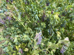 Cerinthe major